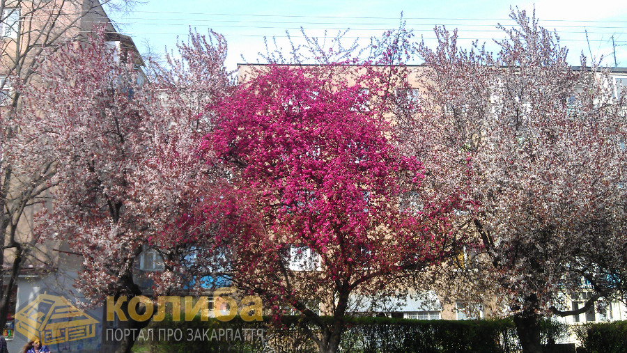 В Ужгороді квітнуть дерева