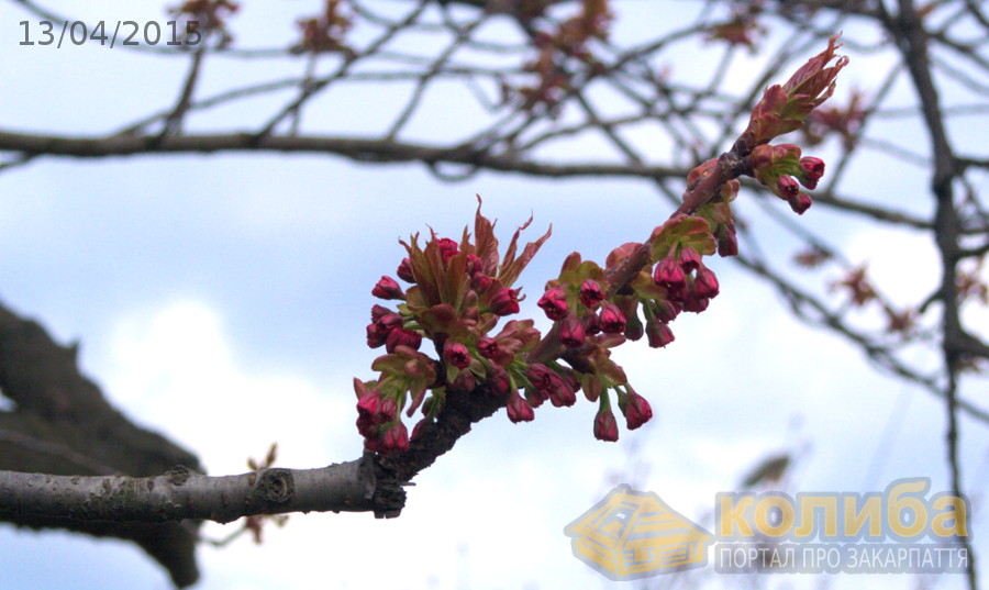 Хронологія цвітіння сакур в Ужгороді 2015 - 13 квітня