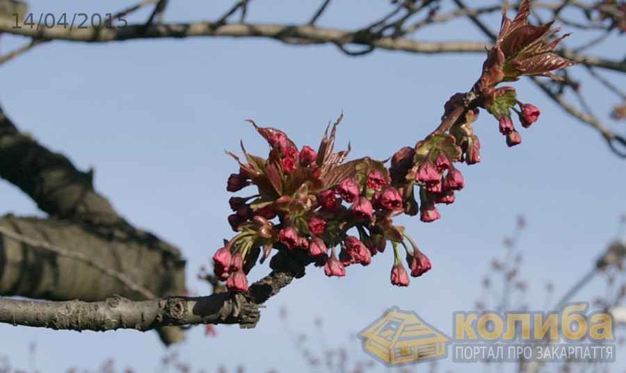 Хронологія цвітіння сакур в Ужгороді 2015 - 14 квітня