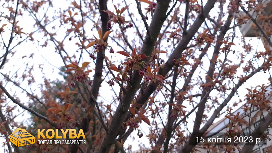 Сакура цвіте. 2023 рік