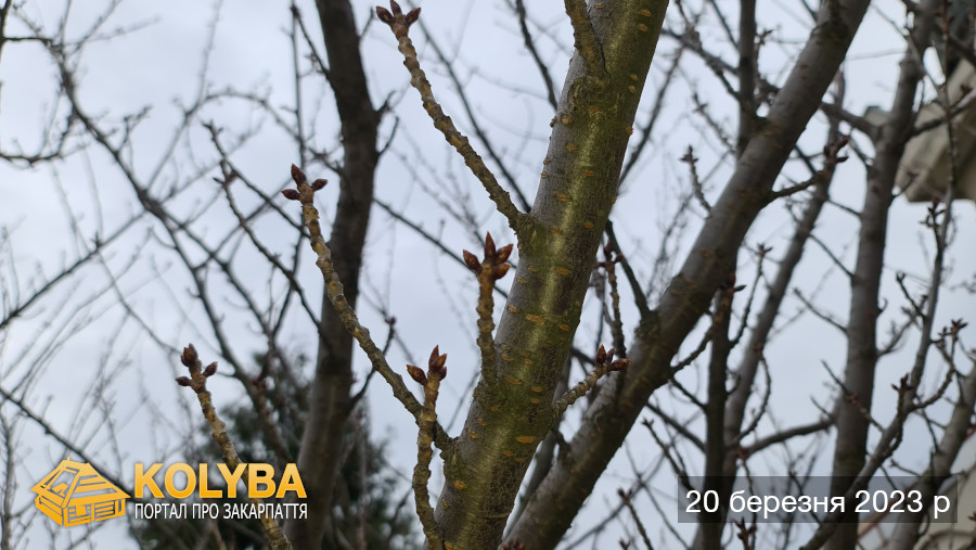 Сакура цвіте. 2023 рік