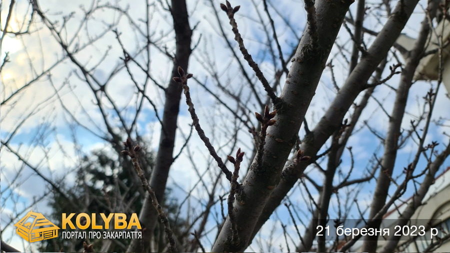 Сакура цвіте. 2023 рік