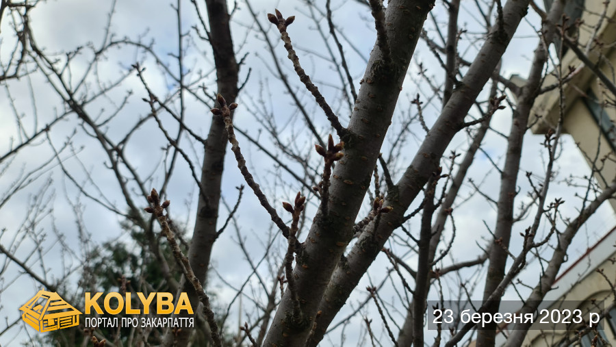 Сакура цвіте. 2023 рік