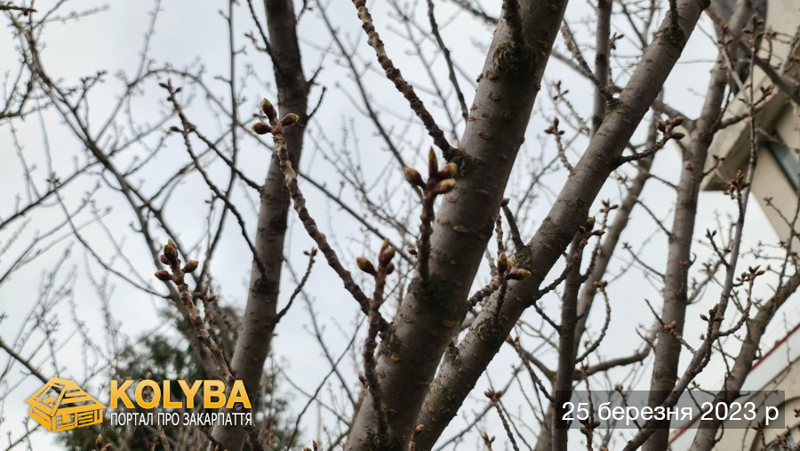 Сакура цвіте. 2023 рік