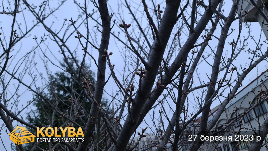 Сакура цвіте. 2023 рік