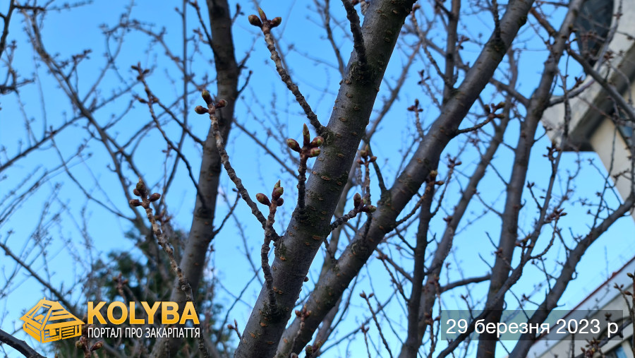 Сакура цвіте. 2023 рік