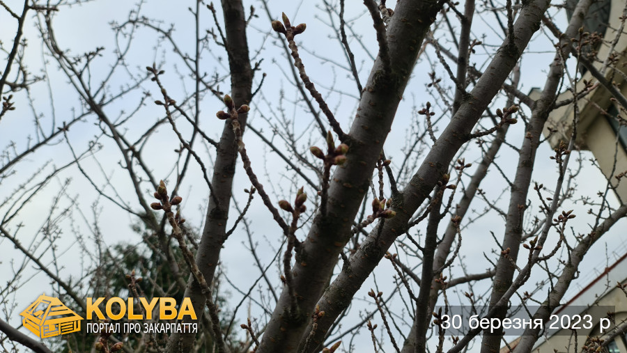 Сакура цвіте. 2023 рік