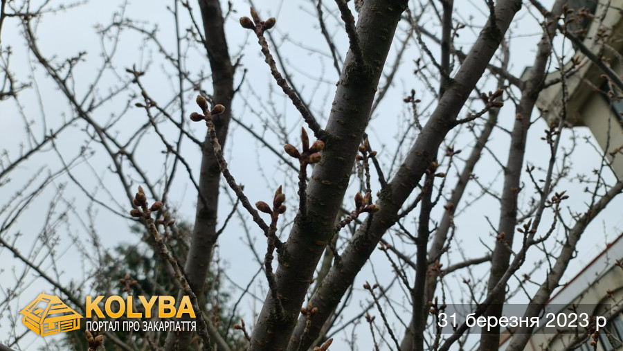Сакура цвіте. 2023 рік